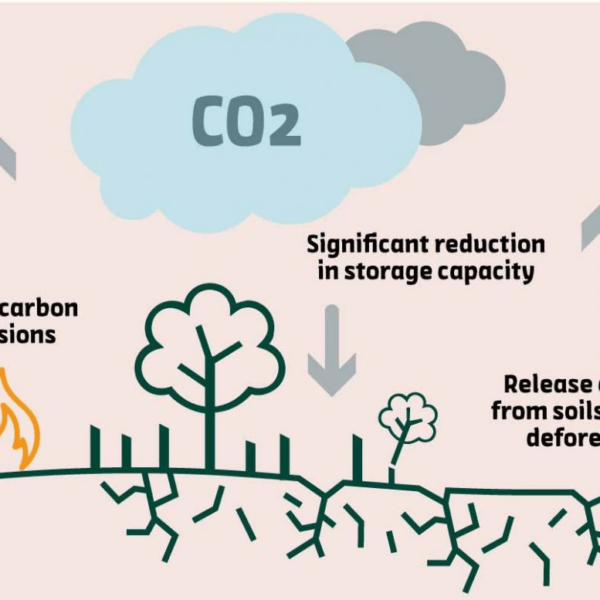 Why Forests Have More Plastic Than Cities: The 2026 ‘Forest Trap’ and New EU Rules Explained